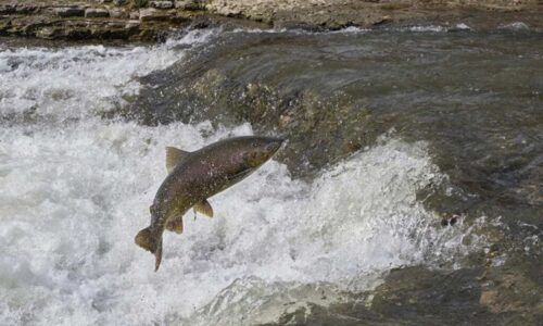 Life cycle of a chinook salmon